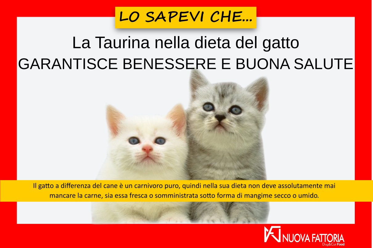 Scopri di più sull'articolo La Taurina nella dieta del gatto