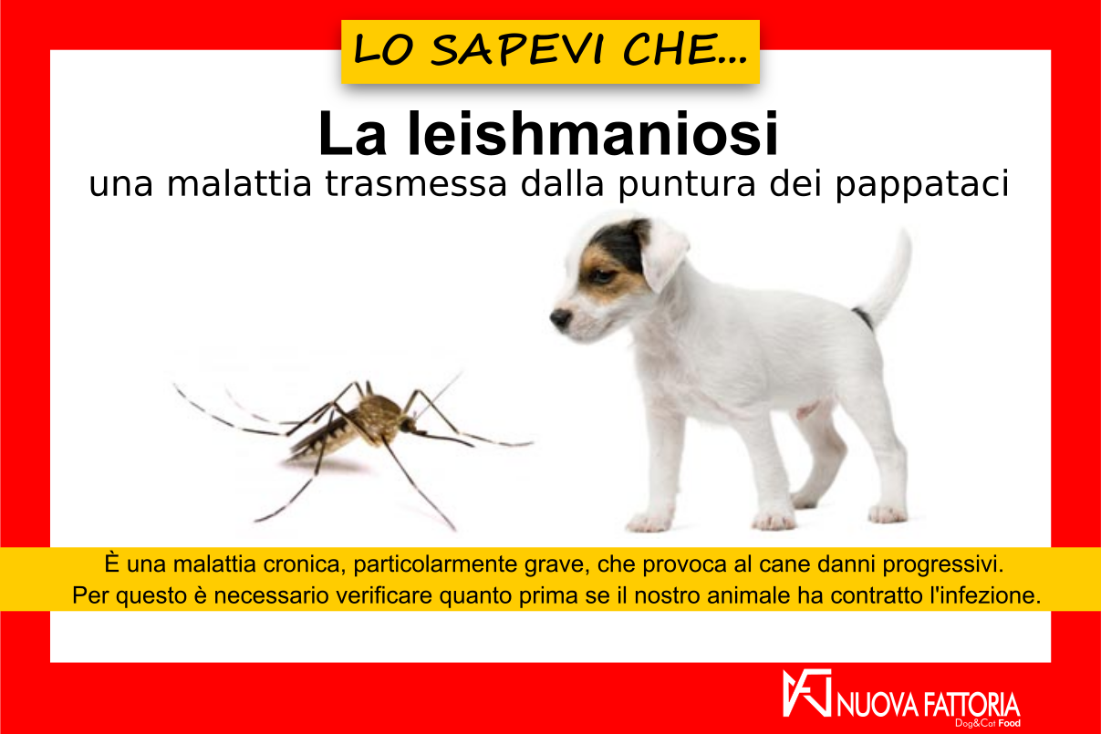La leishmaniosi (en translation)