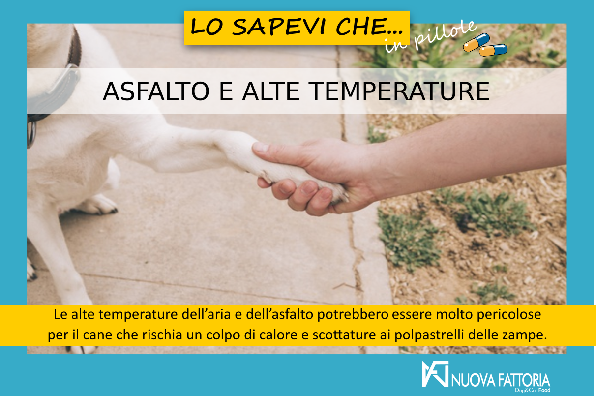 Asphalt and high temperatures – Risk for the dog