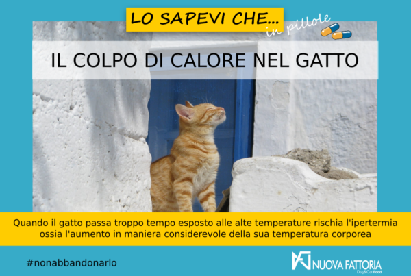 , The heat stroke in the cat, Nuova Fattoria Pet Food