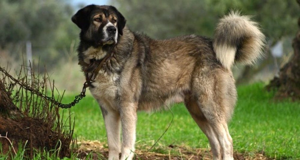 , Greek Shepherd Dog &#8220;Greek Shepherd&#8221;, Nuova Fattoria Pet Food