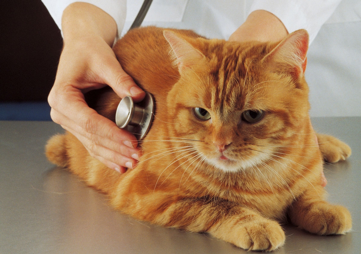, Sterilizzazione del gatto, Nuova Fattoria Pet Food