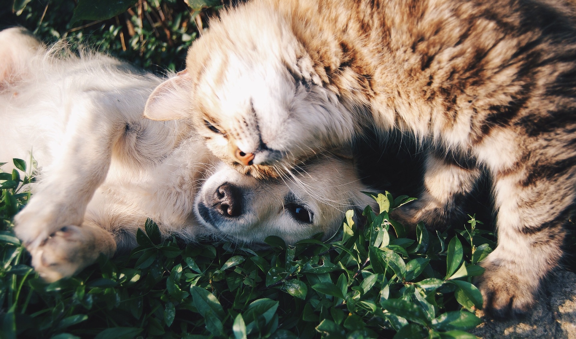 , Cane e gatto: la convivenza è possibile?, Nuova Fattoria Pet Food