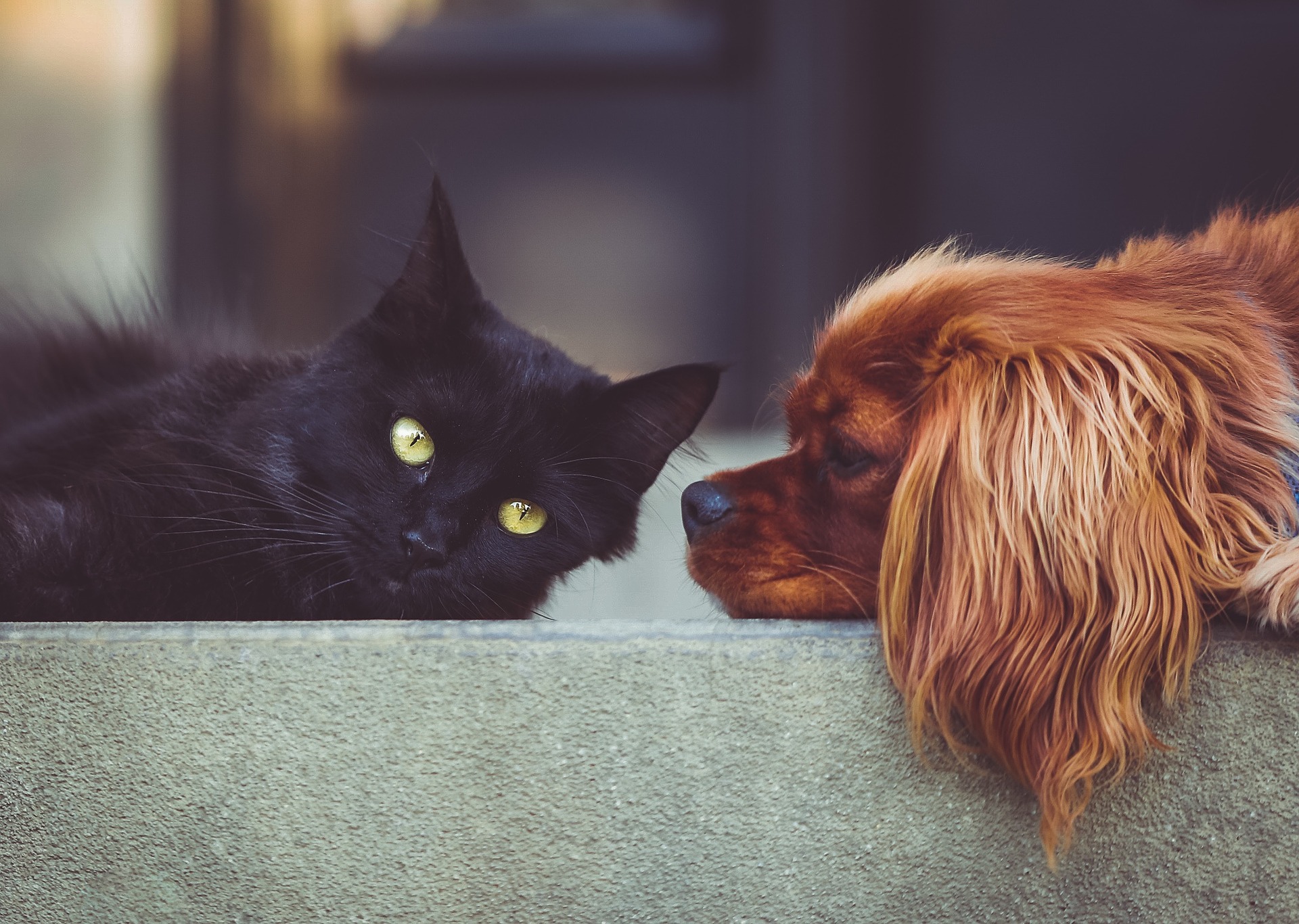 Dog and cat: is cohabitation possible?