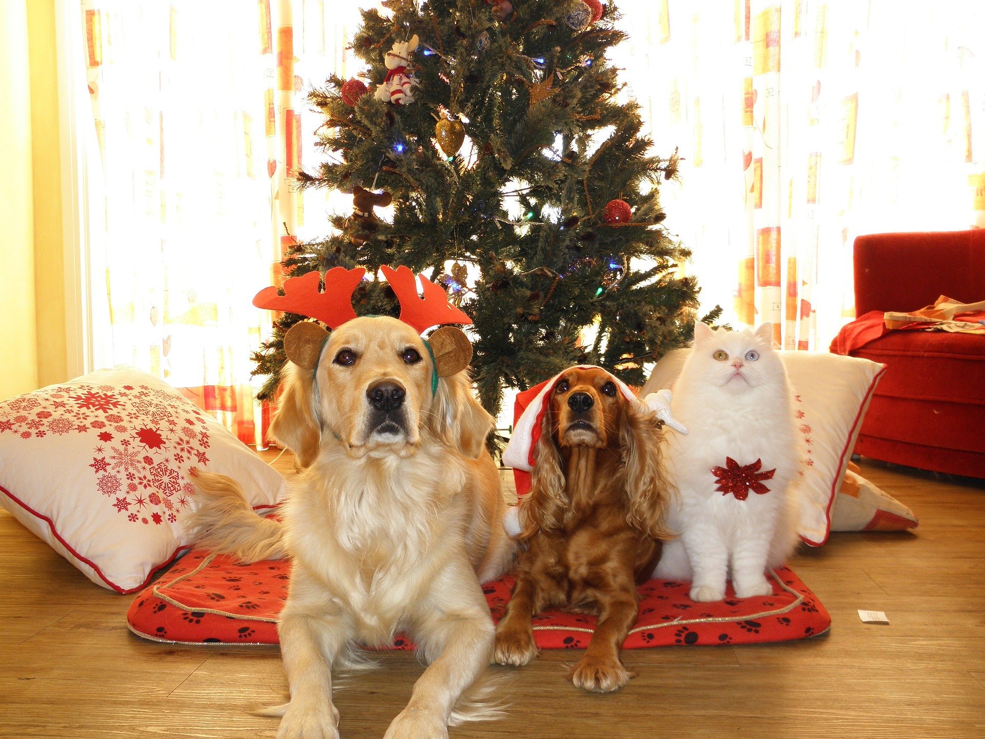 At Christmas with your furry friends
