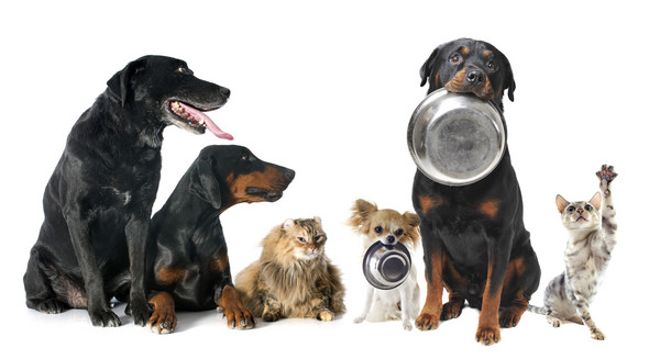 , La dieta invernale di cani e gatti, Nuova Fattoria Pet Food