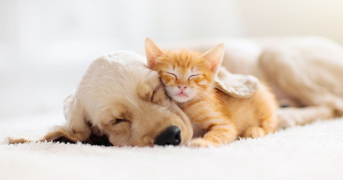 , The sleep of cat and dog, Nuova Fattoria Pet Food