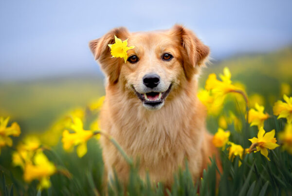 , Spring, joys and sorrows for our pets, Nuova Fattoria Pet Food