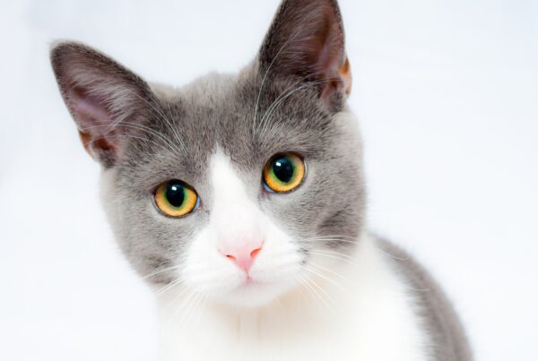 , La Taurina, elemento fondamentale per la salute del gatto, Nuova Fattoria Pet Food
